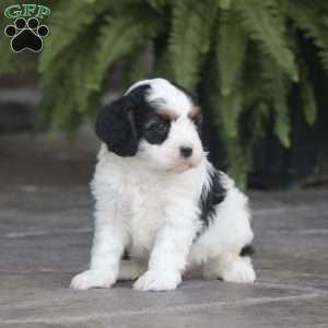 Finn, Cavapoo Puppy